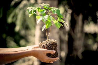 Man hand holding young tree for prepare into soil