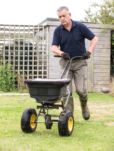 Gardener horticulturalist spreading lawn fertiliser  to cultivate lawn