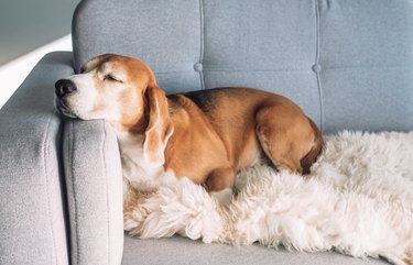 Came home to my wife having removed all the fluff from our couch pillow to  clean the dog smell. Any ideas how to do this easier? : r/CleaningTips