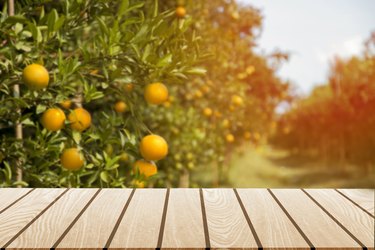 Tangerine sunny garden with green leaves and ripe fruits.