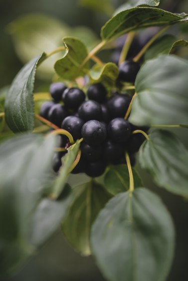 High angle view of huckleberries growing on plant in farm