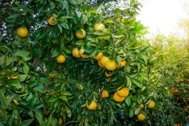 Bitter tannins in Comice pears after cold storage and ripening (pears forum  at permies)