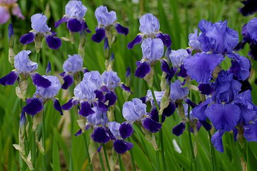 irises in blue