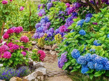 Blue, pink, and purple hydrangeas planted along a garden path.