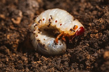 The larvae of the May beetle