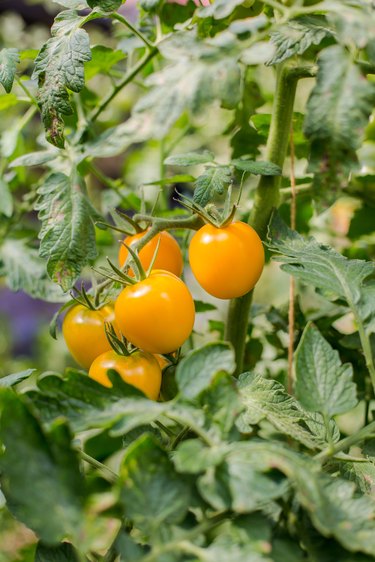 Fresh tomatoes on a branch.