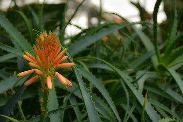 Aloe - flowering succulent plant. Aloe in blooming.
