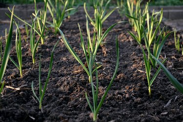 Close Up Of Garlic Growing