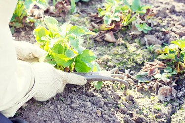 Weeding the grass in the garden