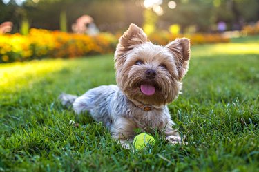 how long until fertilizer is safe for dogs