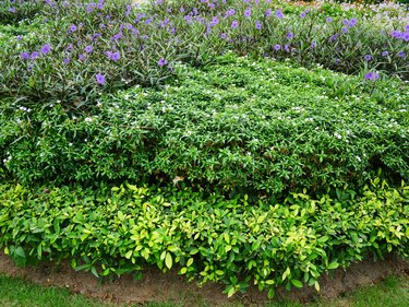 4 Benefits of a Backyard Shrub Island Berm and How to Build Your Own ...