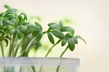 Green young shoots of watercress lettuce. Blurred background.