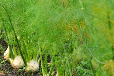 Fennel