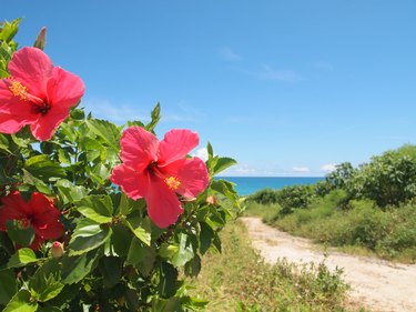 Red Hibiscus flower