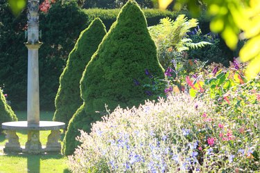 Dwarf Alberta spruce on herbaceous garden (Picea glauca Rainbow's End)