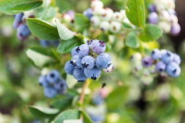 Ripe blueberries on the shrub