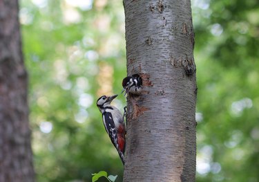 Woodpecker feeding a chick in a hollow in a tree.
