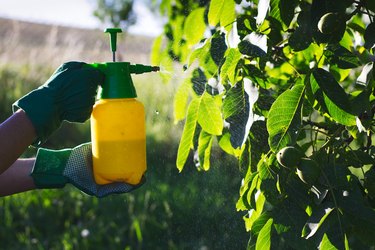 Using pesticide against pests on walnut tree