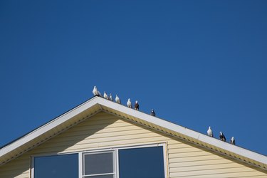 how to get birds out of a garage