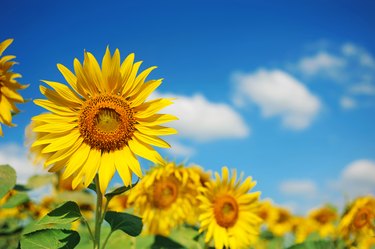 field of sunflowers with blue sky