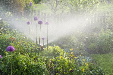 Watering flower garden.