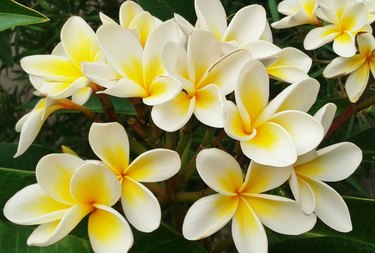 Close-Up Of Frangipanis Blooming Outdoors