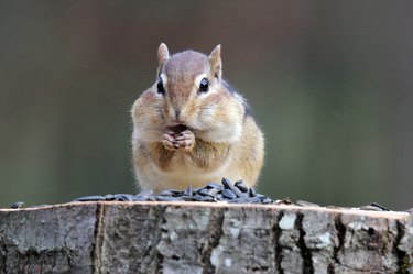 Chipmunk Eating Seeds