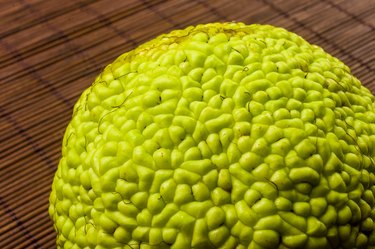 Green fruit of maclura pomifera, osage orange, horse apple, adam apple grow on bamboo mat