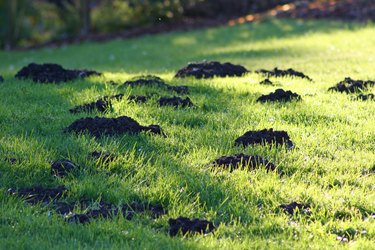 Mole hills in early morning grass.