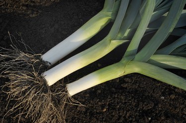 Leeks