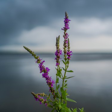 Blooming purple loosestrife (Lythrum salicaria)