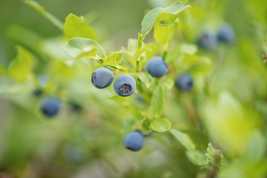 Close up of wild blueberry bushes