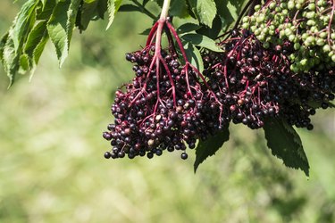 Bunch of black elderberry (Sambucus nigra)