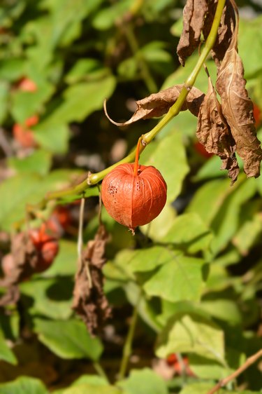 Bladder cherry