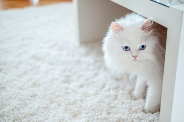 Fluffy white cat on white shag carpet under table.