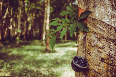 rubber trees