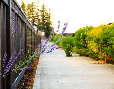 Walkway in the neighborhood