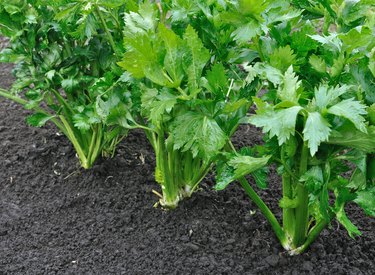 close-up of celery plantation