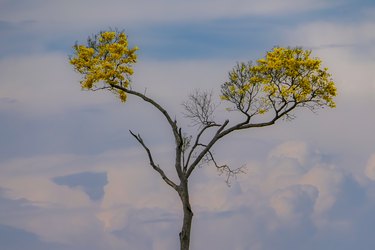 Yellow blooming Ipè tree with two branches against defocused evening sky background, Chapada dos Guimarães, Mato Grosso, Brazil, South America