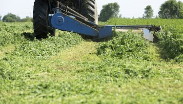Mowing clover field with rotary cutter, preparing shamrock field