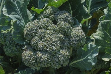 Close-up of Broccoli Cluster Growing in Field