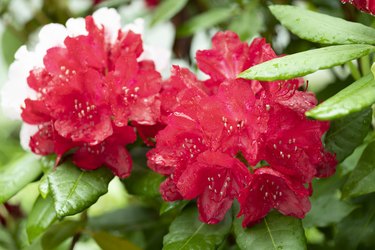Colorful flowering rhododendron after rain