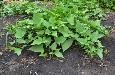 Growing organic sweet potato in the garden