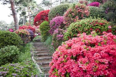 Path through azalea garden.