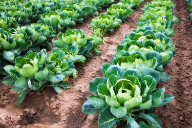 Cauliflower Field