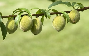 Fresh Peaches Growing on Branch