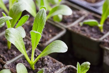 Young artichoke plants seedling cultivation