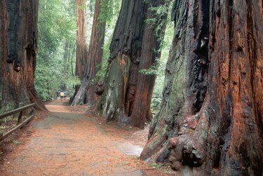 Trail Through Cedar Trees