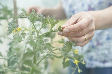 Tomato plant.