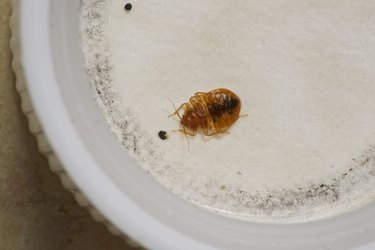 Bedbug in trap.